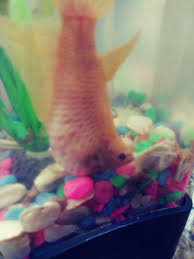 Originally from asia, wild betta fish live in slow moving rivers when placing the female in the same tank with the male, be sure to watch the fish closely for any signs of violence. Female Betta Pregnant Or Bacterial Disease My Aquarium Club