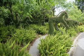 Oct 02, 2020 · when grown outdoors, asparagus foxtail fern can become invasive unless it is grown in containers foxtail ferns are a plant species with the botanical name asparagus densiflorus 'myersi.' however, other botanical names include asparagus densiflorus myersii,' asparagus densiflorus 'meyeri,' and protasparagus densiflorus 'myersii.' Photo 27984 Asparagus Densiflorus Myersii Plant Lust