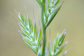 Image result for Lolium multiflorum