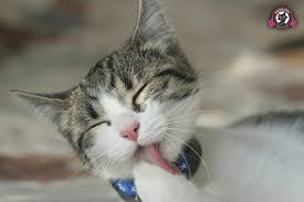 From when kittens are born to when they reach full maturity, kittens go through many changes, especially during their first weeks. When Do Kittens Start Walking Sweetie Kitty 2021