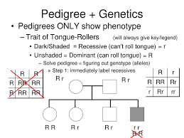 Pedigree Charts Genetic Disorders In Humans Ppt Video