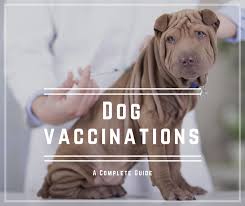 Rabies vaccine can prevent rabies if given to a person after they have had an exposure. Understanding Dog Vaccinations Jeffers Blogs