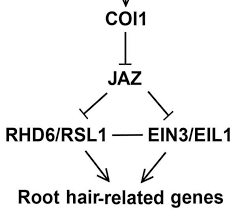 When i decided to take a holistic approach to my health with nutrition and lifestyle changes, i was able to not only stop my medications but welcomed back new hair growth. Mechanism Of Jasmonate Promoted Root Hair Growth In Arabidopsis