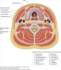 The thyroid gland is supplied surgical removal of the thyroid gland is called thyroidectomy. Accessmedicine Content Anatomy Of The Neck Neck Muscle Anatomy Human Anatomy And Physiology