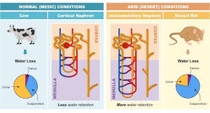 And btw we will possible in the future look at making the loop be like a while loop instead. Water Balance Bioninja