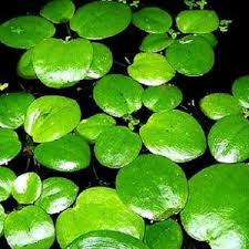 Image result for Caldesia parnassifolia