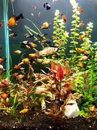 Their peaceful nature makes them the ideal tank mates for other fish. Mollies And Platies Of All Sizes Aquariums