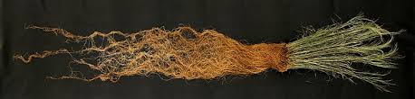 See full list on bhg.com Panicum Virgatum Wikipedia