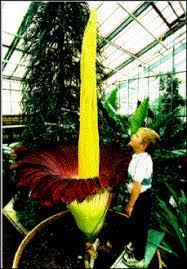 Amorphophallus Titanum Culture Overview Bonn Botanic Garden Amorphophallus Titanum Unusual Flowers Unusual Plants