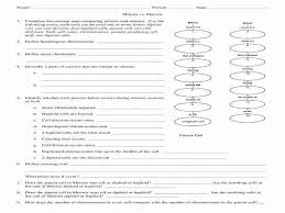 Use these free lessons and worksheets now! Meiosis Coloring Sheet Shefalitayal