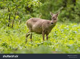 497 Pregnant Deer Images, Stock Photos, 3D objects, & Vectors | Shutterstock