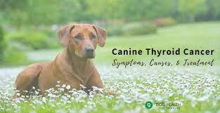 Although many dogs have previously been trained to detect various human cancers, frankie is the first dog trained to differentiate between people who have yet many diagnostic techniques have less than perfect accuracy, leading to many unnecessary thyroid surgeries, according to senior researcher. Canine Thyroid Cancer Symptoms And Treatment