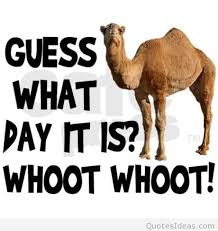 Find the newest hump day camel meme. Hump Day Business Quotes Hump Day Dogtrainingobedienceschool Com