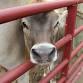 Dairy Day