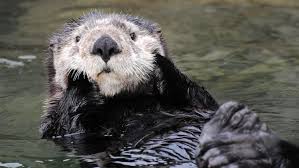 Their mischievous behaviour has caught the attention of everyone, to the point where the aquarium has set up live cameras so you can watch them run around all day. Vancouver Aquarium On Twitter Make All Of Your Otter Dreams Come True Go Behind The Scenes To Learn About Sea Otter Care And Help Feed Our 6 Resident Rescued Otters In A