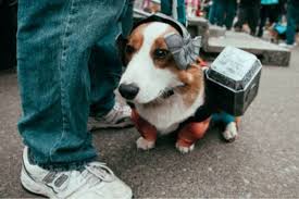 Hunde ausmalbilder beziehen microsoft store de de. Schone Tierbilder Teil 2 Mehr Inspiration Fur Ihr Zu Hause Archzine Net