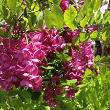Image result for Robinia hispida