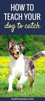 4 simple steps to teach your dog to catch 1. How To Teach Your Dog To Catch Puppy Leaks