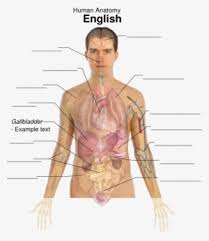 Human internal organ images stock photos vectors. Man Internal Body Parts Png Image Transparent Png Free Download On Seekpng