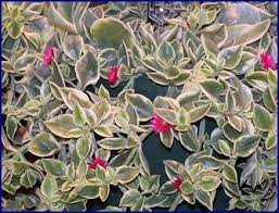 Hanging succulents can include cacti. Dorotheanthus Mezoo Aptenia Succulent Trailing Red Flowers