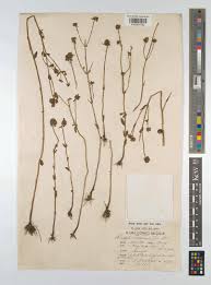 Image result for Antherotoma debilis