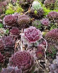 When opening your package, some soil may be loose in the box. Sempervivum Red Lion Sempervivum Cacti And Succulents Red Succulent