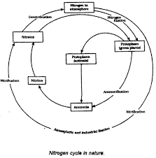 Describe The Steps And Process Involved In The Nitrogen