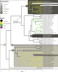 Image result for Cyphostemma heterotrichum