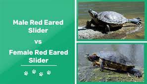 Male Vs Female Red Eared Slider Turtle Telling The Gender With Pictures