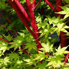While the coral bark willow is grown for its ornamental value, other species of willow have a range of important uses. Coral Bark Japanese Maples For Sale Fastgrowingtrees Com