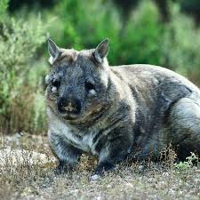 Wombats are small marsupials that look like a cross between a bear, a pig and a gopher. Wombats Bush Heritage Australia