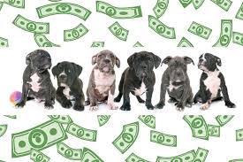 It's also important to understand that american bully xxl dogs are the biggest dogs; How Much Does An American Bully Cost The Truth Pitbulltribe Com