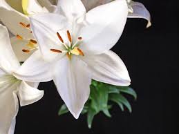 As the plant grows and the flowers bloom they will be a beautiful. Do This No 3 Help A Grieving Friend The Hairpin