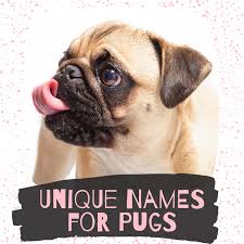 North carolina is the 10th most populous state in the nation, being home to almost 10 million americans. Unique Dog Names For A Pug Pethelpful By Fellow Animal Lovers And Experts