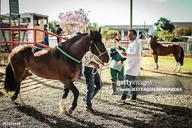 Image result for Glanders