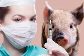 Why is pork prohibited in islam? Fearing Pork As One Of The Ingredients Raza Academy Issues Fatwa Against Coronavirus Vaccines From China