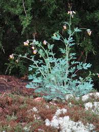 Image result for Corydalis