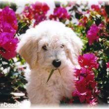 We did not find results for: Puppyfind Goldendoodle Puppies For Sale