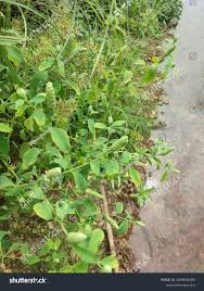 Image result for Sphenoclea