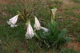 Image result for Crinum macowanii
