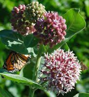 30x Orange Butterfly Milkweed Asclepias Flower Seeds Home Garden Decor Ebay Butterfly Garden Plants Asclepias Flower Seeds