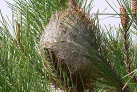 Tout savoir sur la chenille processionnaire du pin : La Chenille Processionnaire Du Pin Ville De Geneve Site Officiel