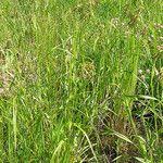 Image result for Scirpus pendulus