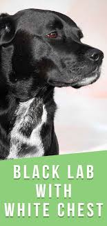 Black And White Lab Black Lab With White Chest A Guide To Unusual Labrador Markings In 2020 Black Lab Puppies Lab Mix Puppies White Labrador