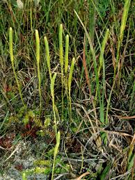 Image result for Lycopodiella caroliniana