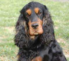 Black And Tan Cocker Spaniel For Sale Los Angeles Cocker Spaniel Noir Et Feu Recherche Google Cocker Spaniel Spaniel Gordon Setter