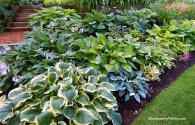 How To Grow And Divide Hosta Plants - Dengarden
