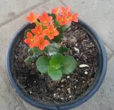 They are native to southern africa. Four Petal Flowers