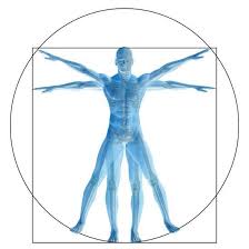 Human body in the anatomical position (anterior view). Vitruvian Human Or Man Anatomy Body For Biology Art Print Bestdesign36 Art Com