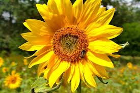 Besar, biasanya berwarna kuning terang. Bunga Matahari Makro Warna Yang Foto Gratis Di Pixabay